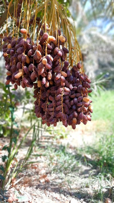 Date Palm Industry