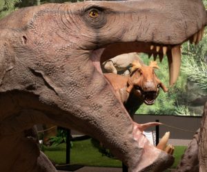 Palaeontology Palaeontology